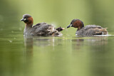 Image. Little Grebe