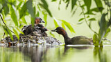 Image. Little Grebe