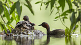 Image. Little Grebe