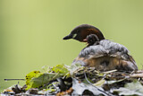 Image. Little Grebe
