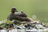 Image. Little Grebe