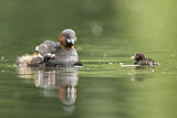Image. Little Grebe