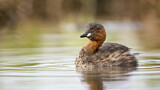 Image. Little Grebe