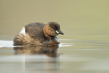Image. Little Grebe