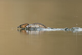 Image. Little Grebe