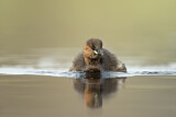 Image. Little Grebe