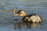 Image. Little Grebe