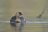 Image. Little Grebe