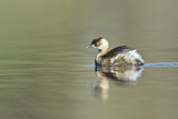 Image. Little Grebe