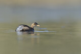 Image. Little Grebe