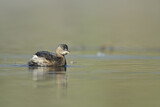 Image. Little Grebe