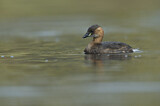 Image. Little Grebe