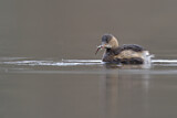 Image. Little Grebe