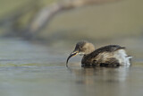 Image. Little Grebe