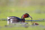 Image. Little Grebe