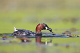 Image. Little Grebe