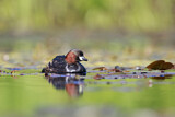 Image. Little Grebe