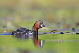 Image. Little Grebe