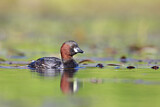 Image. Little Grebe