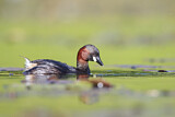 Image. Little Grebe