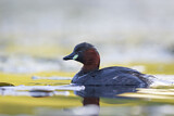 Image. Little Grebe