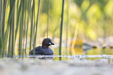 Image. Little Grebe