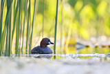 Image. Little Grebe