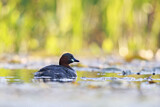 Image. Little Grebe