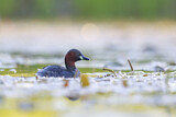 Image. Little Grebe