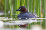 Image. Little Grebe