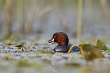 Image. Little Grebe