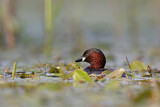 Image. Little Grebe