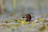 Image. Little Grebe
