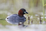 Image. Little Grebe