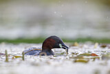 Image. Little Grebe