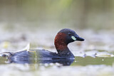Image. Little Grebe