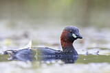 Image. Little Grebe