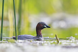 Image. Little Grebe