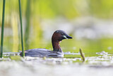 Image. Little Grebe