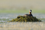Image. Little Grebe