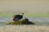 Image. Little Grebe