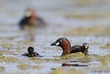 Image. Little Grebe