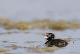 Image. Little Grebe