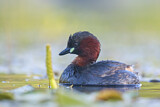 Image. Little Grebe