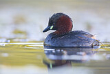 Image. Little Grebe