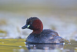 Image. Little Grebe