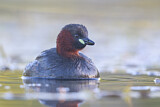 Image. Little Grebe