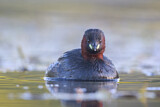 Image. Little Grebe