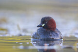 Image. Little Grebe