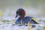 Image. Little Grebe